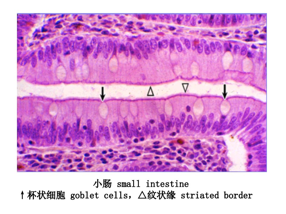 组织学与胚胎学图片考试ppt课件