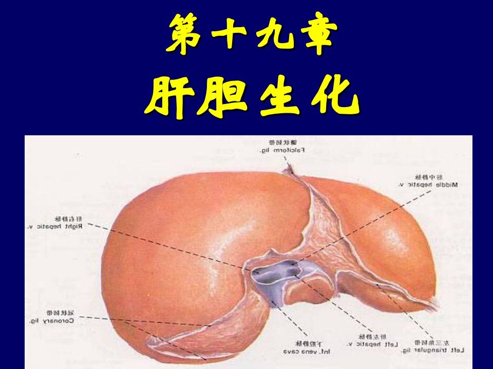 基础医学肝胆生化课件