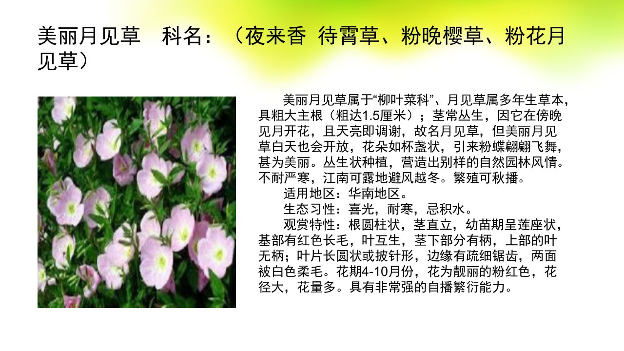 园林地被植物ppt课件