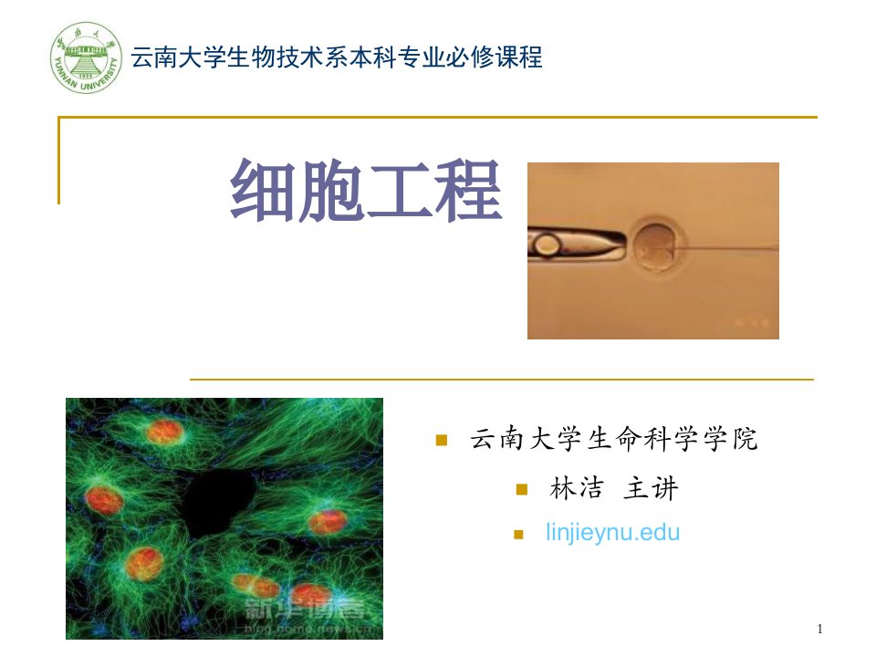 动物细胞培养的生物学知识课件