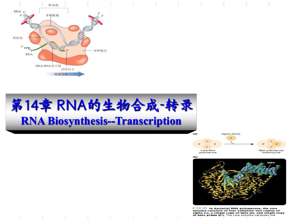 动物生物化学14RNA的生物合成-转录