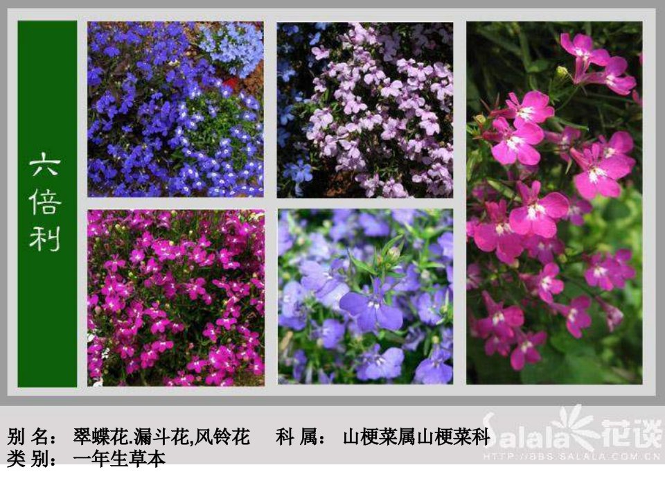 《观赏观花》PPT课件