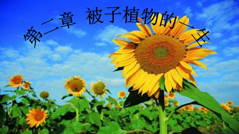 《被子植物的一生》复习课件