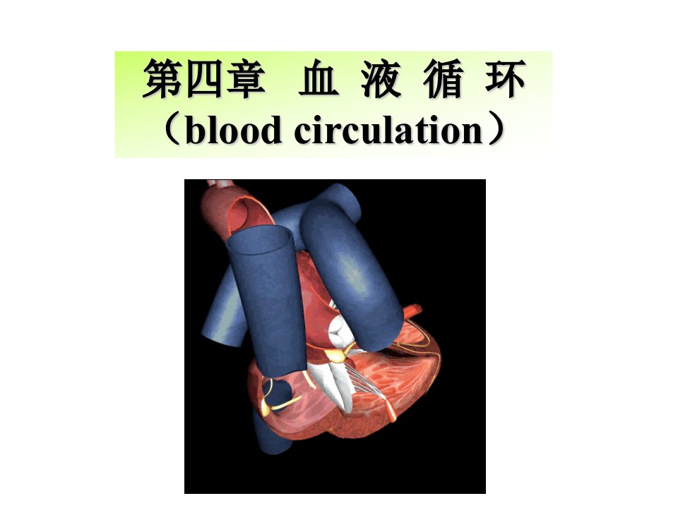 生理学血液循环心脏泵血功能