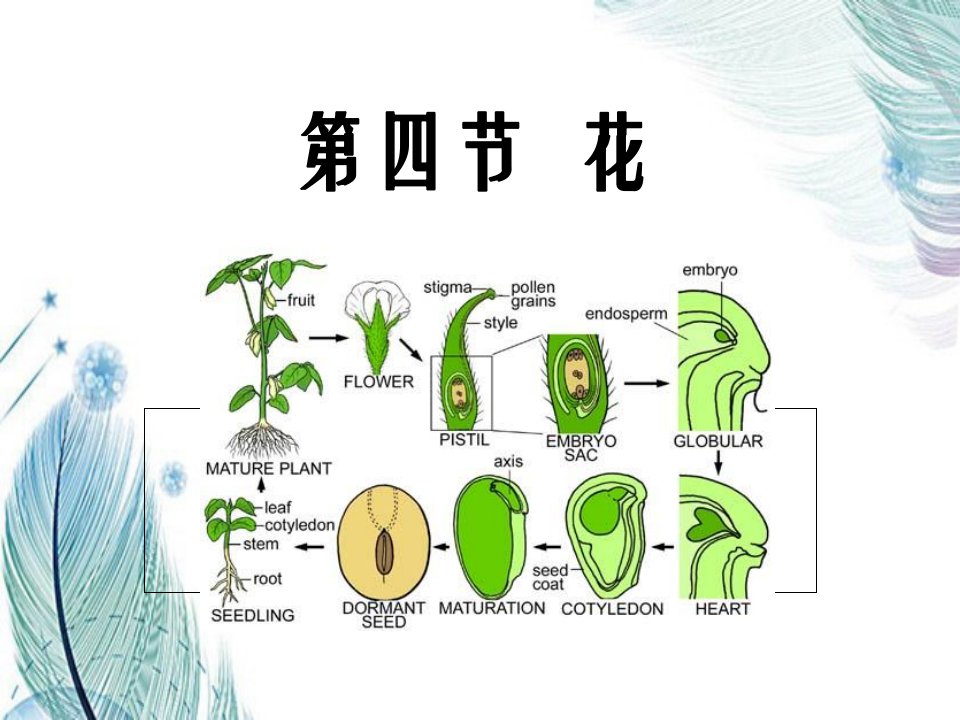 药用植物学之花