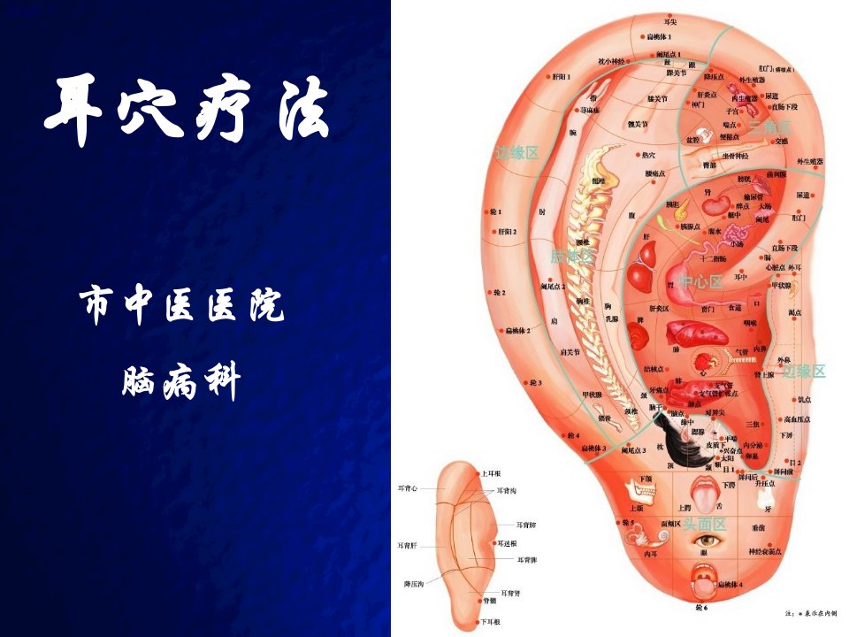 《耳穴疗法》PPT课件