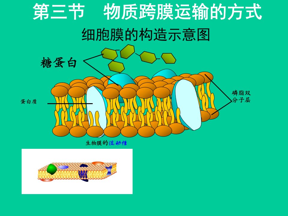 4.3物质跨膜运输的方式示范课公开课一等奖课件省赛课获奖课件