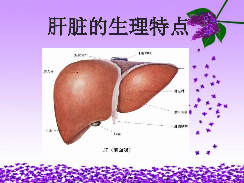 肝脏的生理特点-精品课件(PPT)