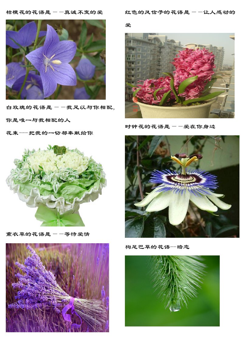 常见鲜花花语(含图片)