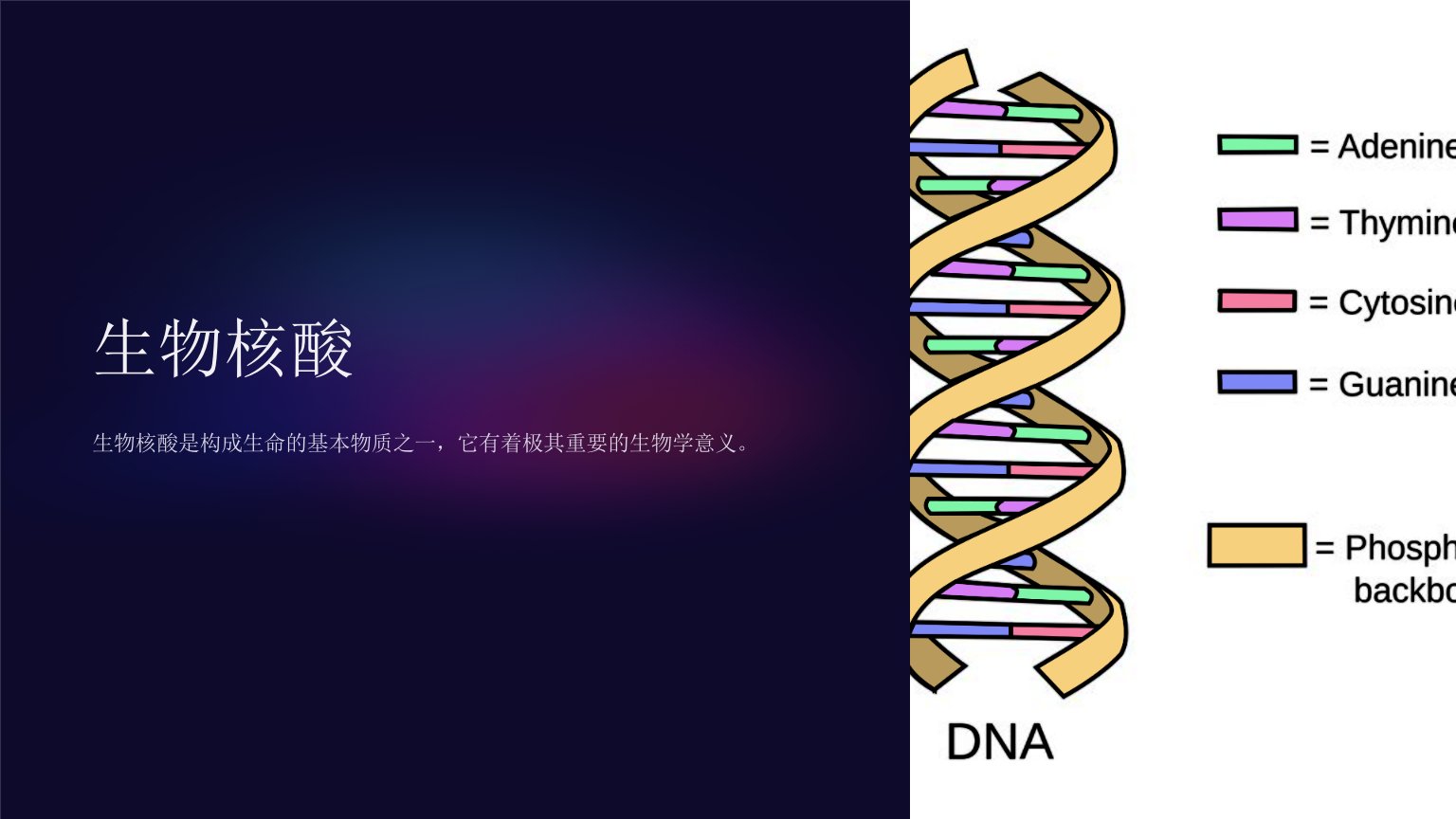 《高一生物核酸》课件