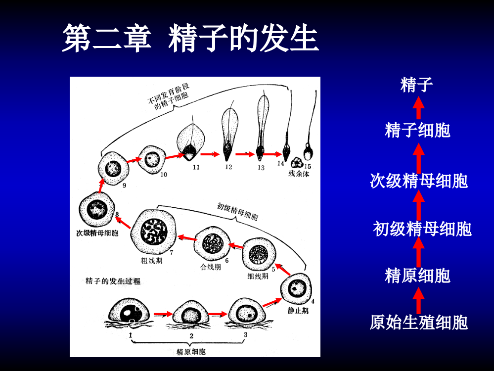 发育生物学02精子发生公开课一等奖市赛课一等奖课件