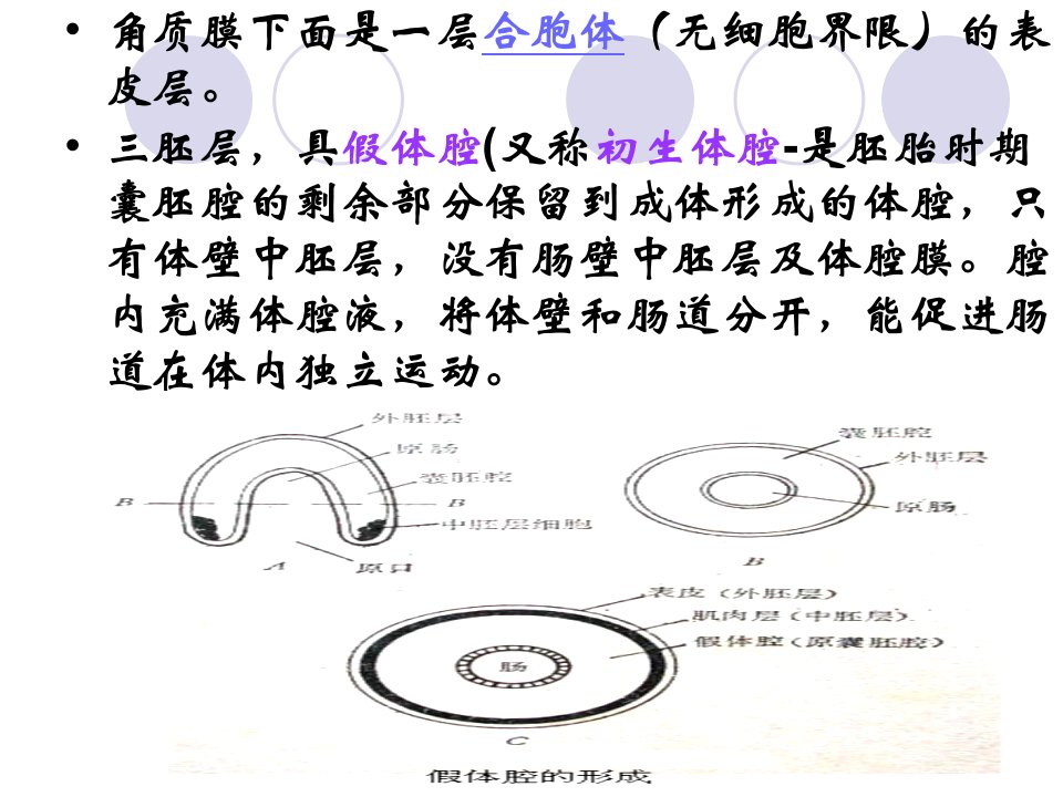 动物学4假体腔动物Pseuoelomata课件