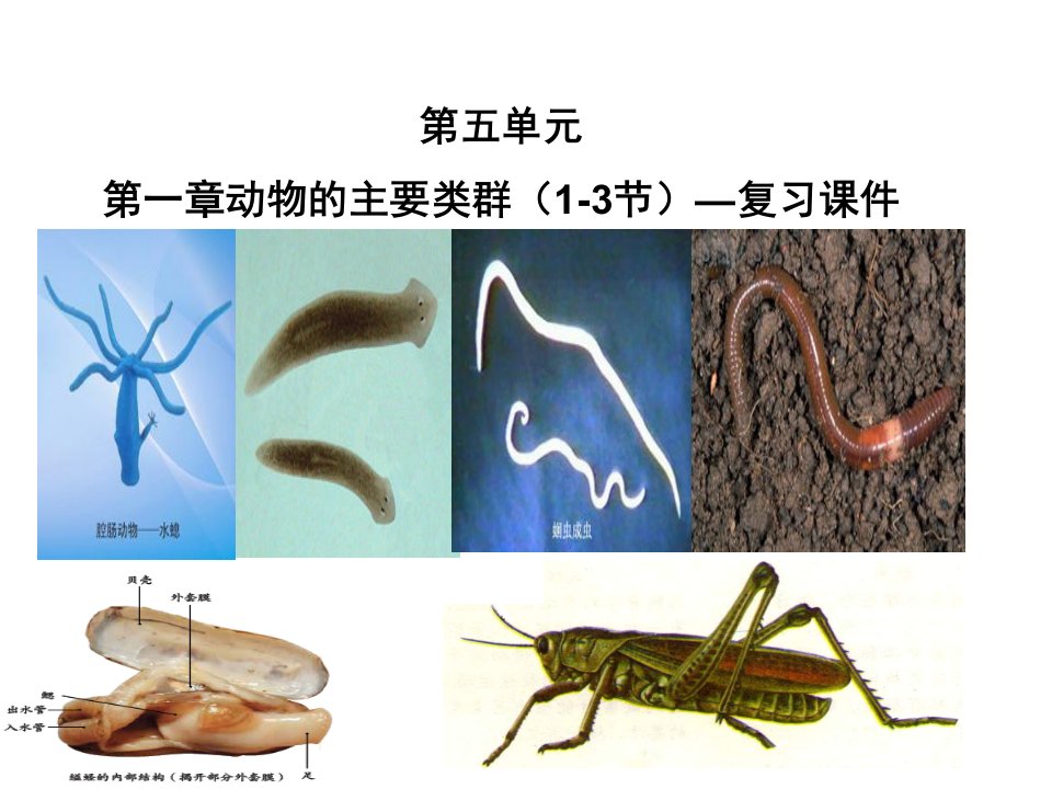 人教版八年级生物上册第五单元第一章动物的主要类群（13节）复习ppt课件