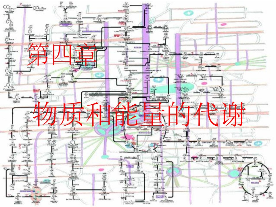 《物质和能量的代谢》PPT课件