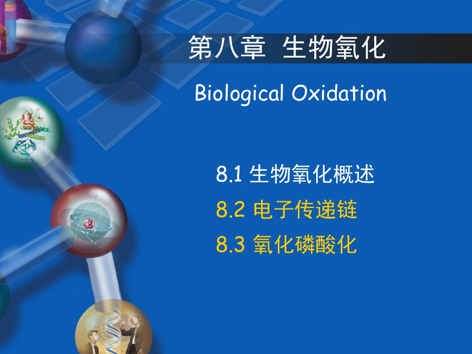 生物化学第五章-生物氧化-第二节-电子传递链