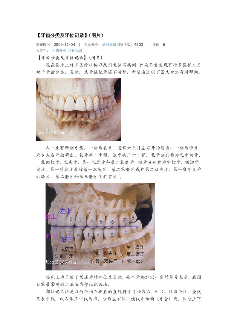 牙齿分类及牙位记录