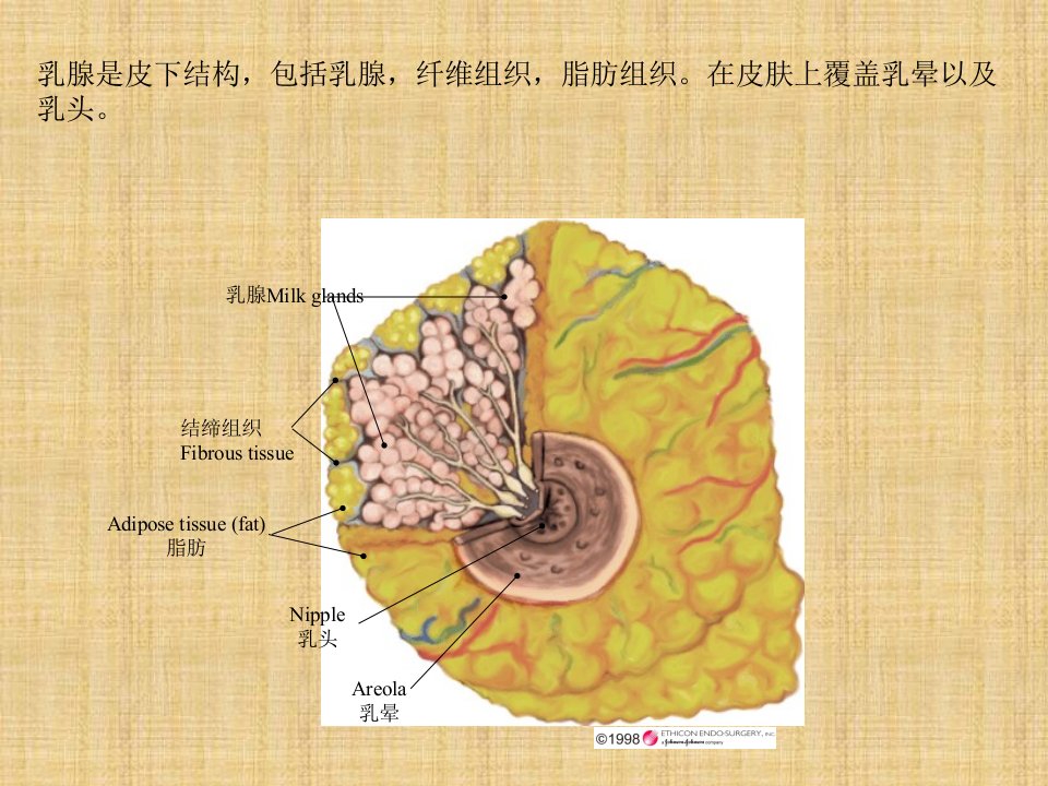 乳腺解剖精编ppt课件