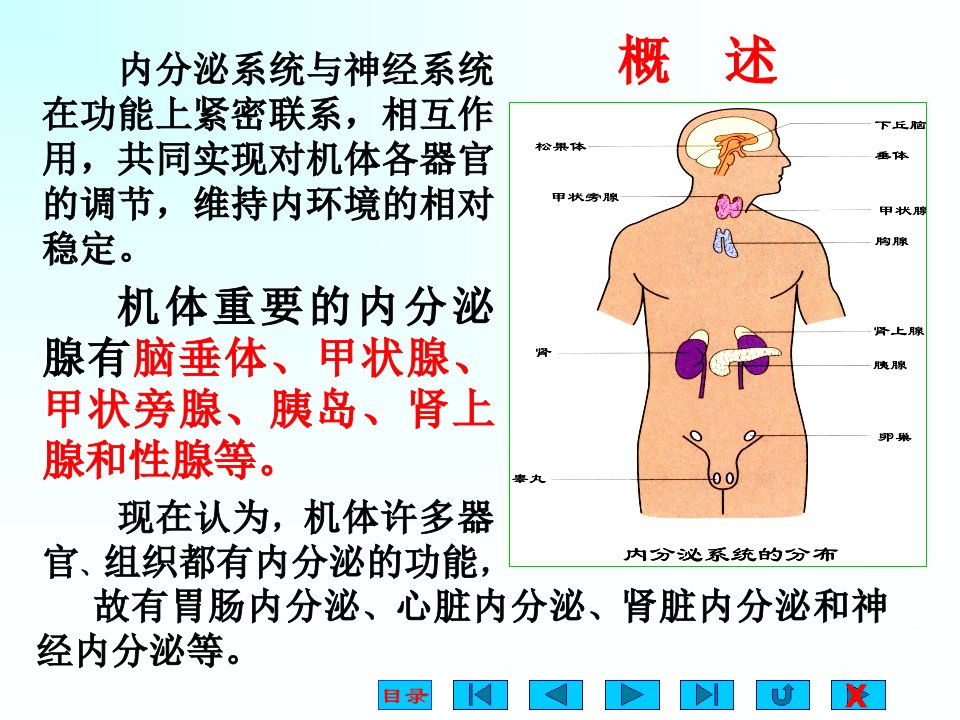 人体解剖生理学第13章内分泌生理