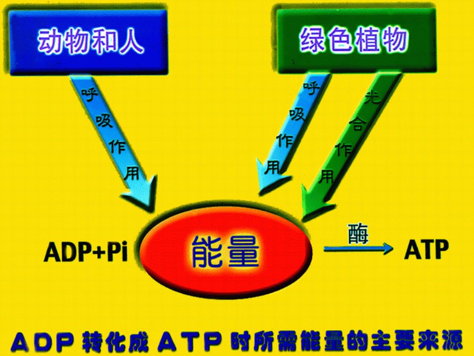 必修10503ATP的主要来源细胞呼吸