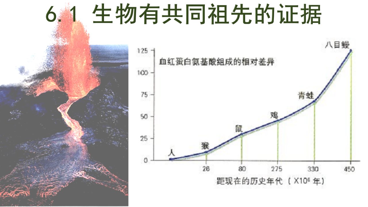 (新教材)生物有共同祖先的证据课件完美人教版1