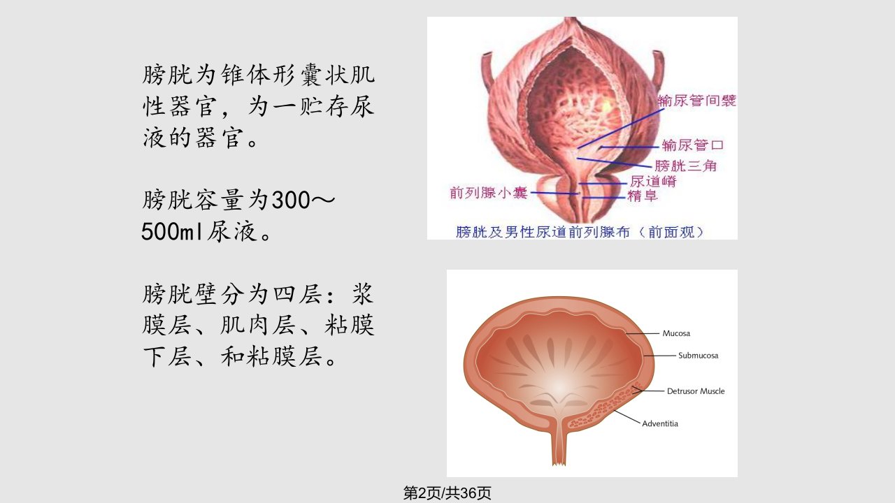 膀胱癌根治术患者护理查房