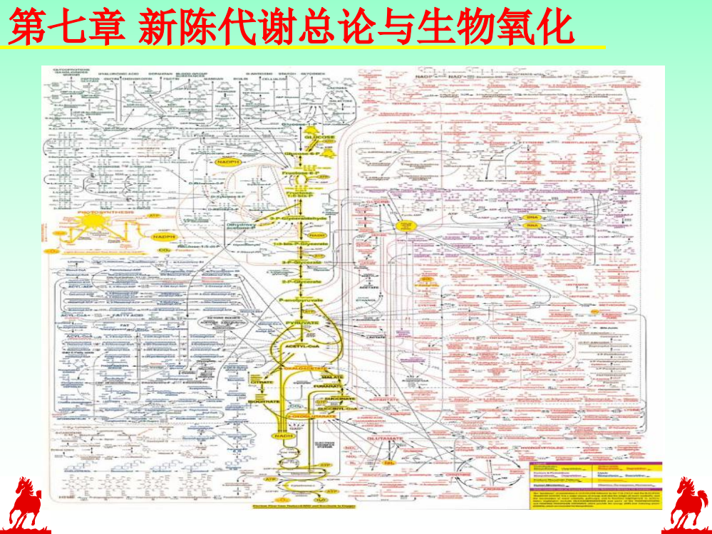 第七章新陈代谢总论ppt课件