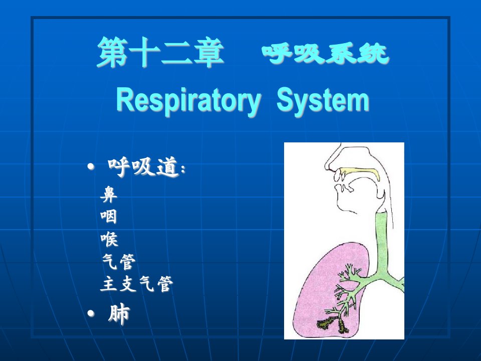 假复层纤毛柱状上皮;杯状细胞