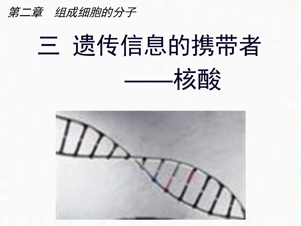 人教版生物必修一23《核酸》课件(共25张)