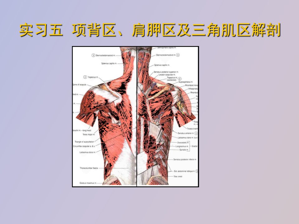 项背区、肩胛区及三角肌区解剖