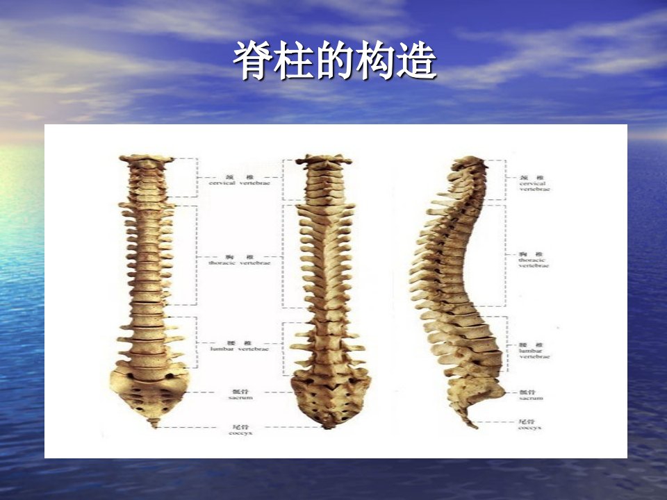 腰椎间盘突出症94008课件