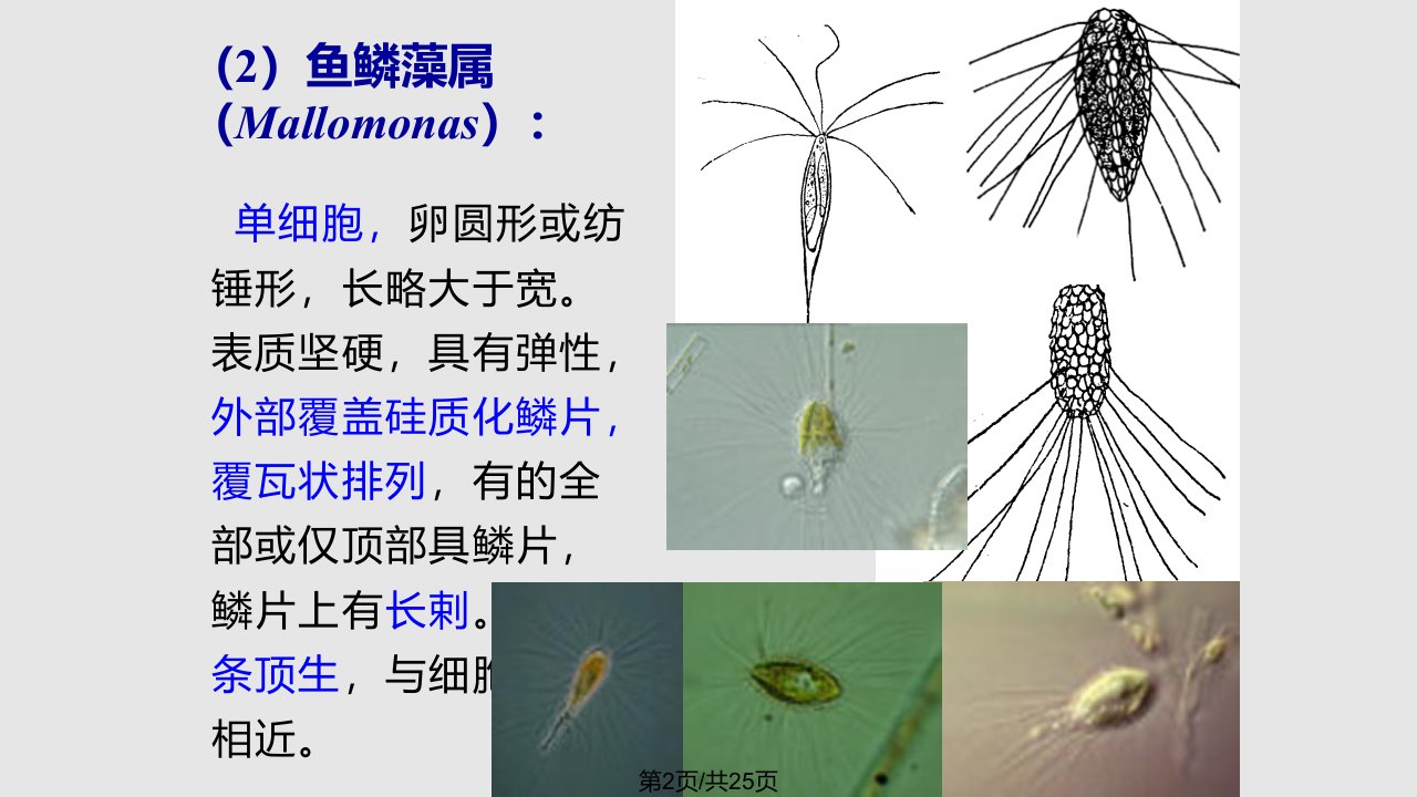 水生生物学金藻门黄藻门