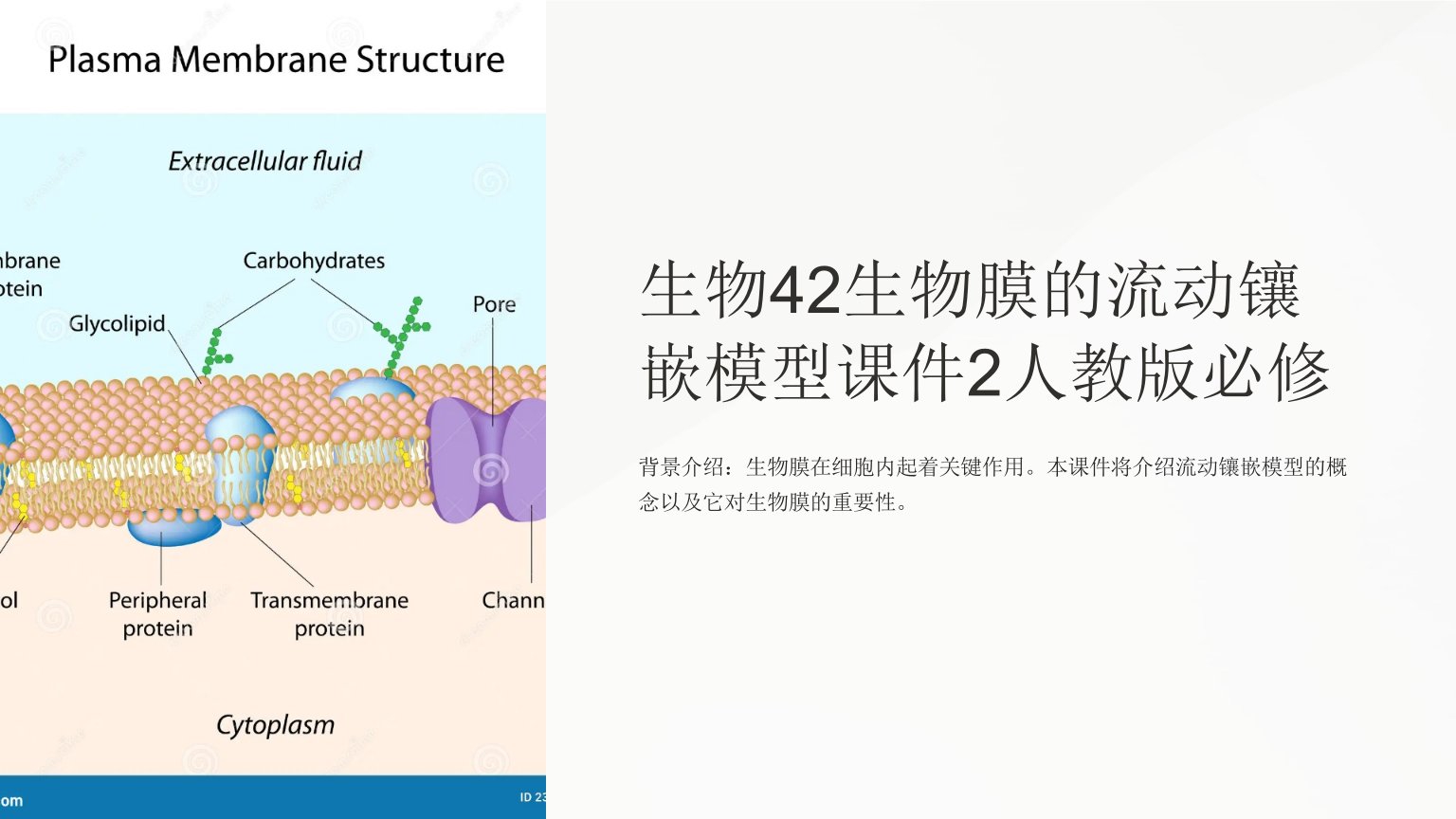 生物42生物膜的流动镶嵌模型课件2人教版必修