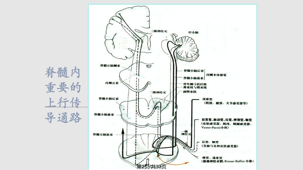 常见神经系统疾病定位诊断课件