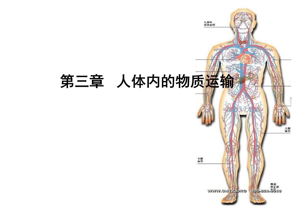 最新济南版生物七年级下第三章人体内的物质运输课件