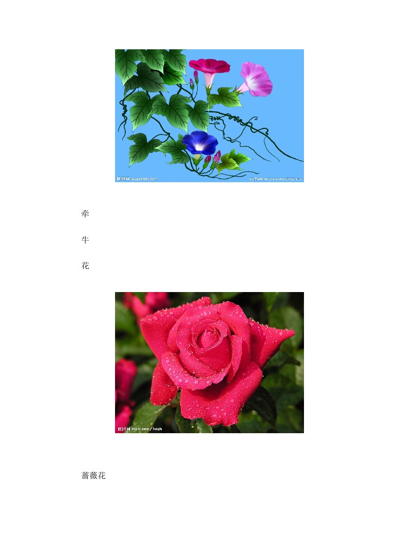 花钟里的9种花(图片)