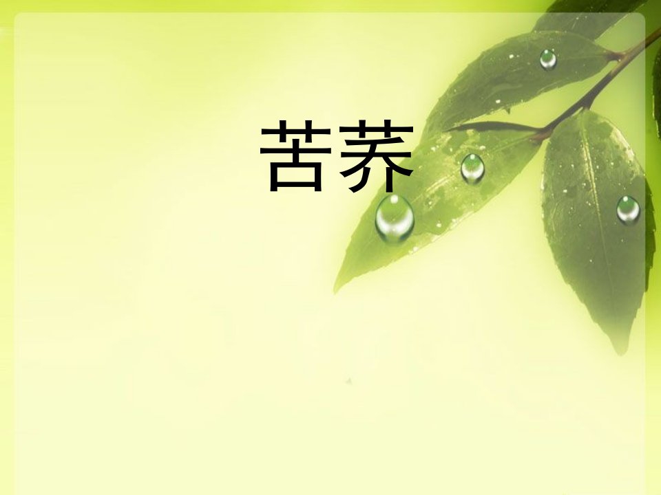 茶艺——苦荞