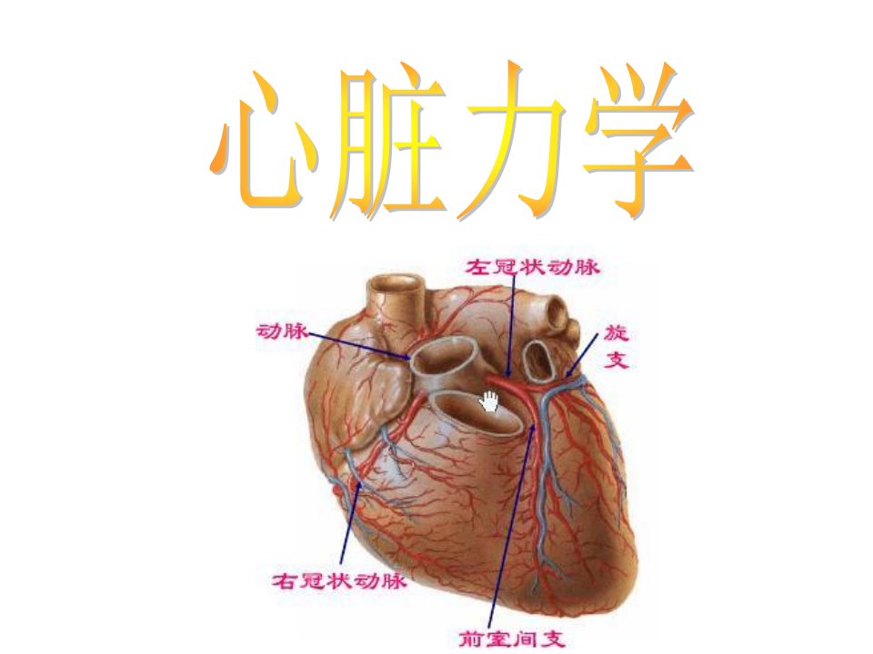 生物力学课程心脏力学18