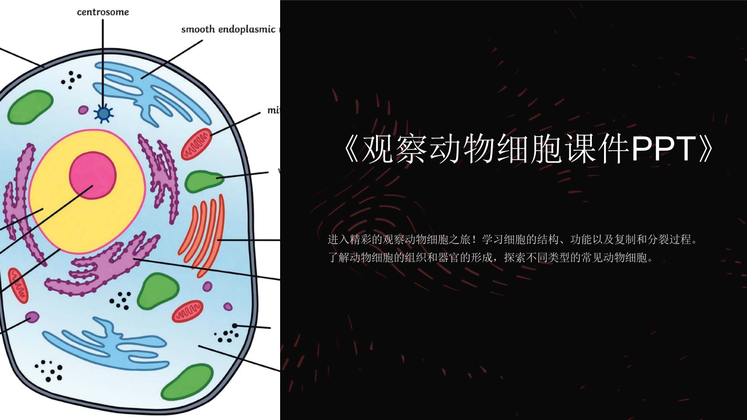 《观察动物细胞课件》