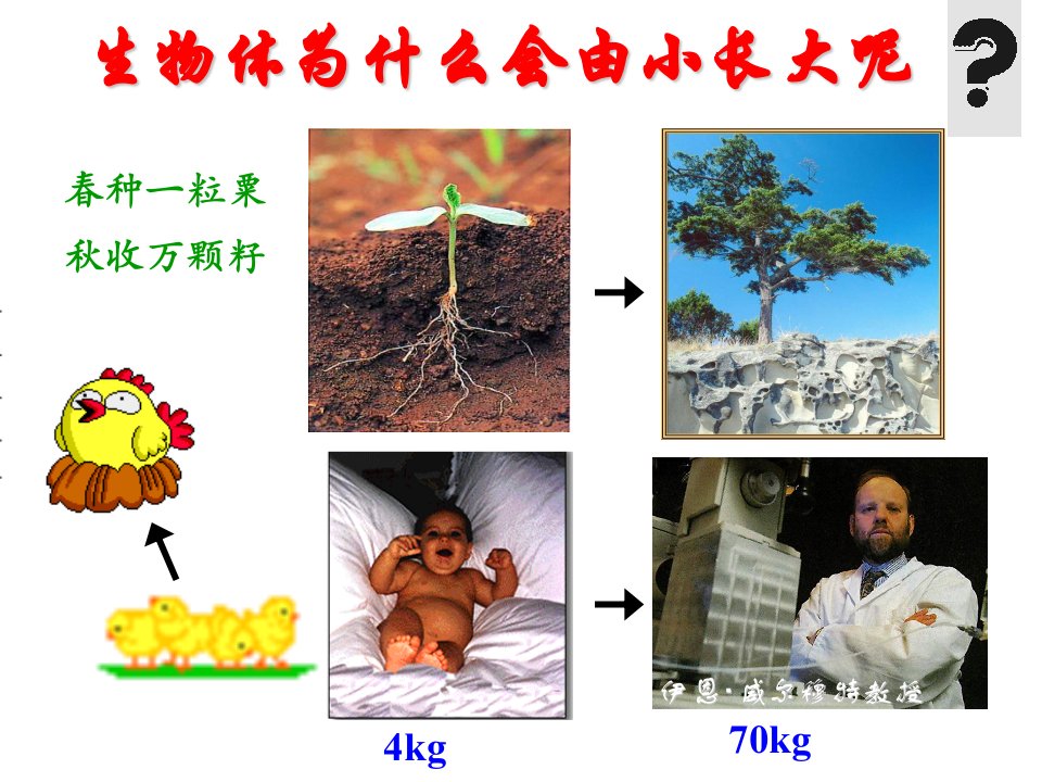 第一节细胞通过分裂产生新细胞2