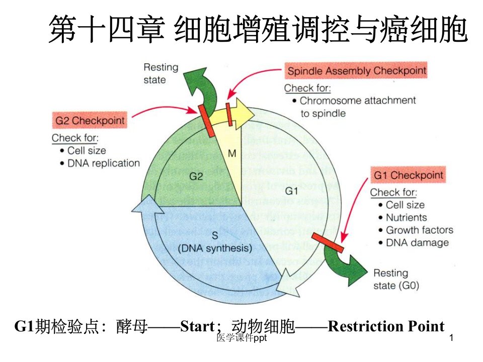 细胞增殖调控与癌细胞