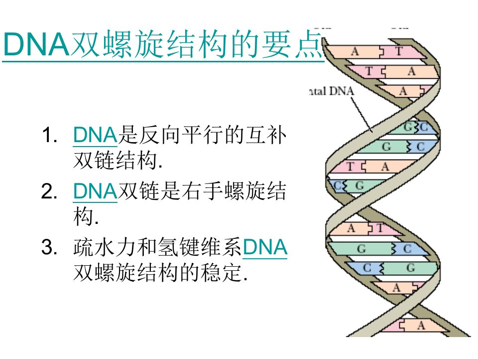 DNA双螺旋结构的要点