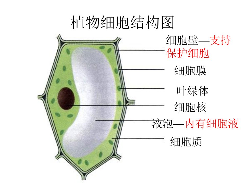 观察人体口腔上皮细胞、洋葱鳞片叶表皮细胞实验