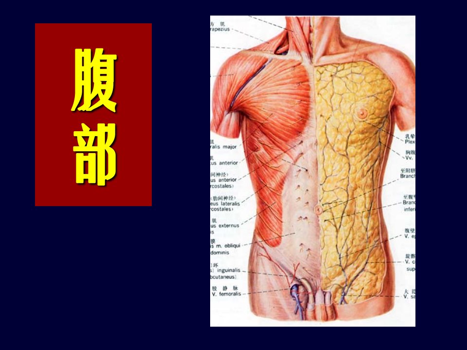 本科局解腹膜后隙2011