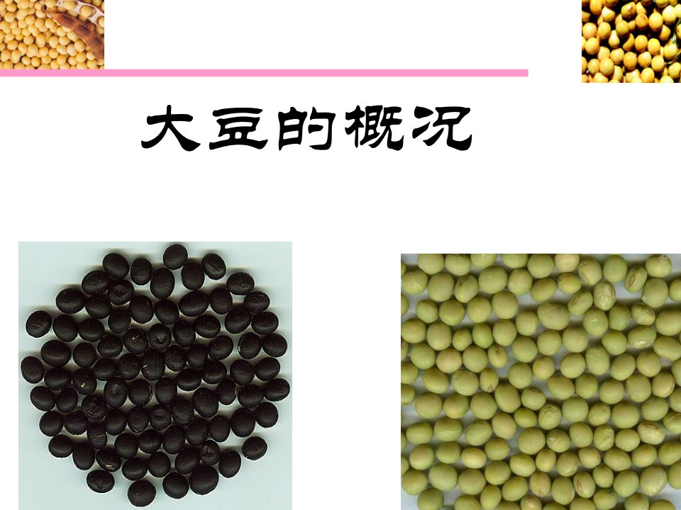 《大豆的概况》PPT课件