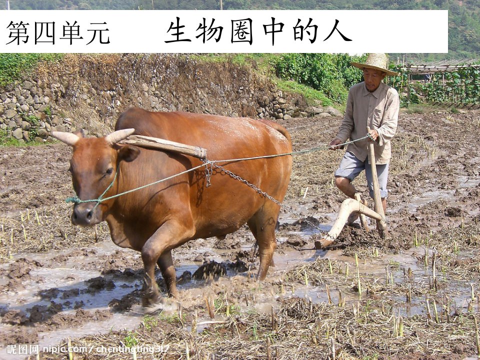 河北省平泉县第四中学七年级生物下册