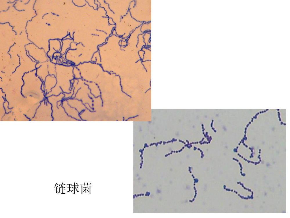 医学微生物学实验2