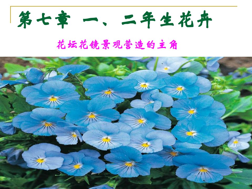 《生草花一》PPT课件