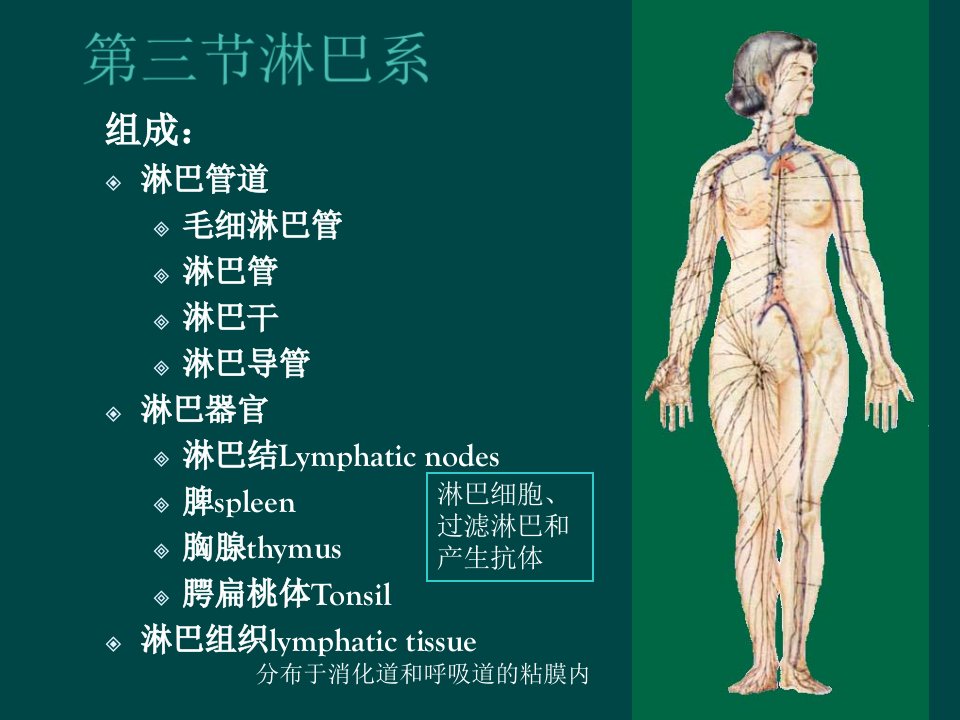 《解剖淋巴循环》PPT课件