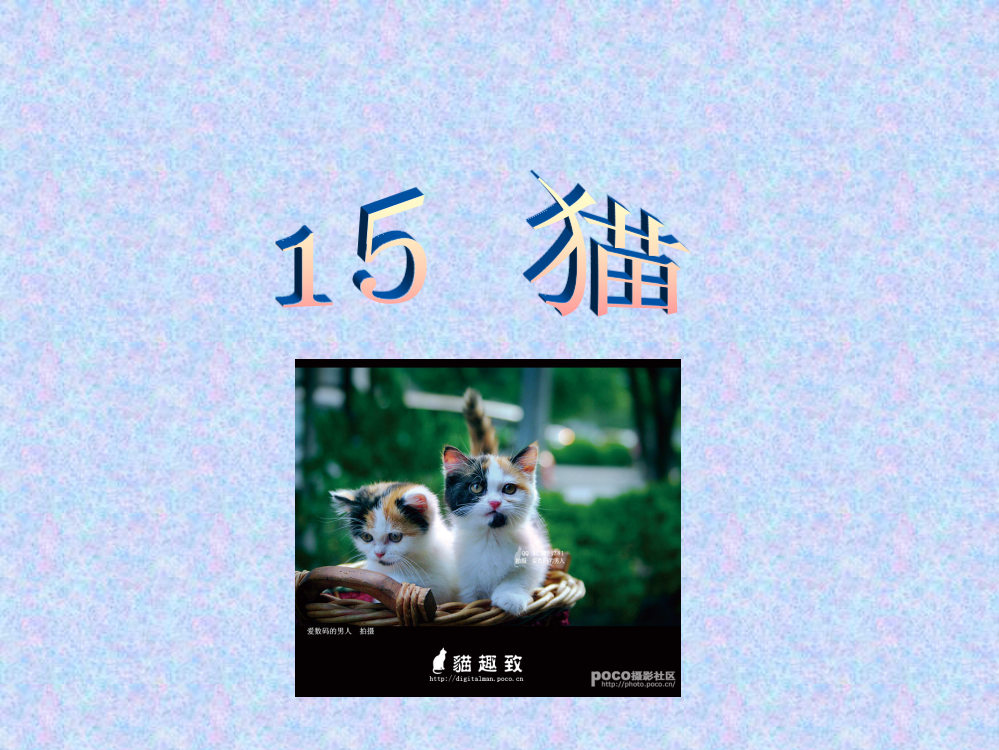 四年级语文课件猫PPT课件