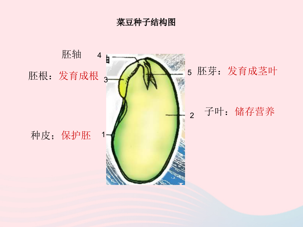 【精编】三年级科学下册